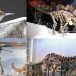 dinozaur|parasaurolophus|Ankylozaur|Micropachycephalosaurus