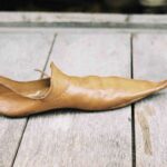 buty średniowieczne|buty z średniowiecza|buty z średniowiecza skórzane