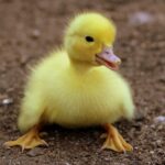 kaczka|kaczka krzyżówka|dzikie kaczki gatunki|kaczka mandarynka
