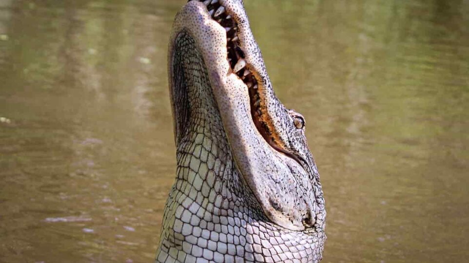 krokodyl|||