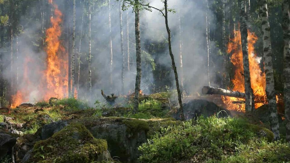 pożar lasu|Pożar Lasu Boreon w Kalifornii