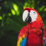 papugi|albatros|sowa