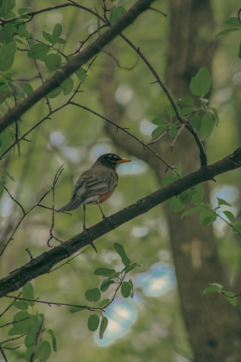 migratory birds