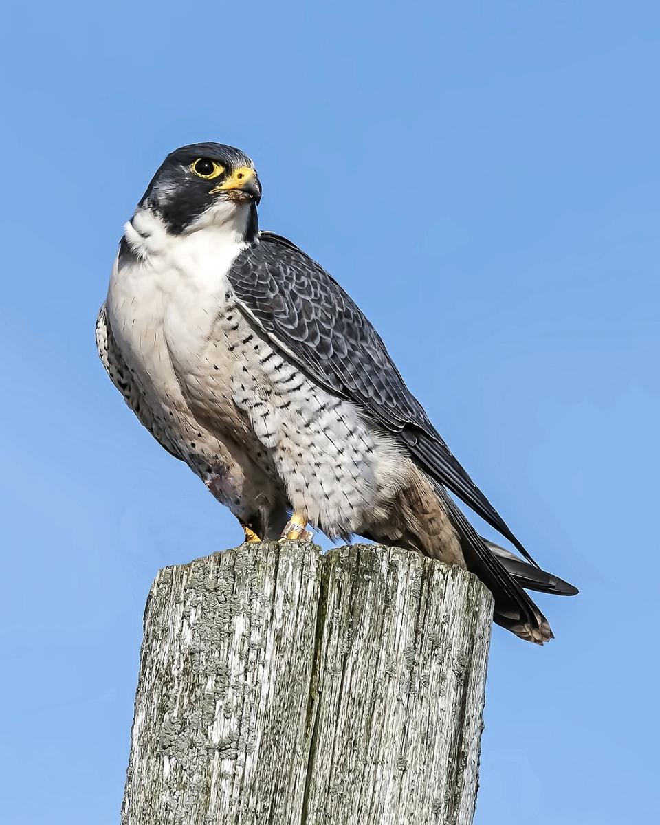 peregrine falcon