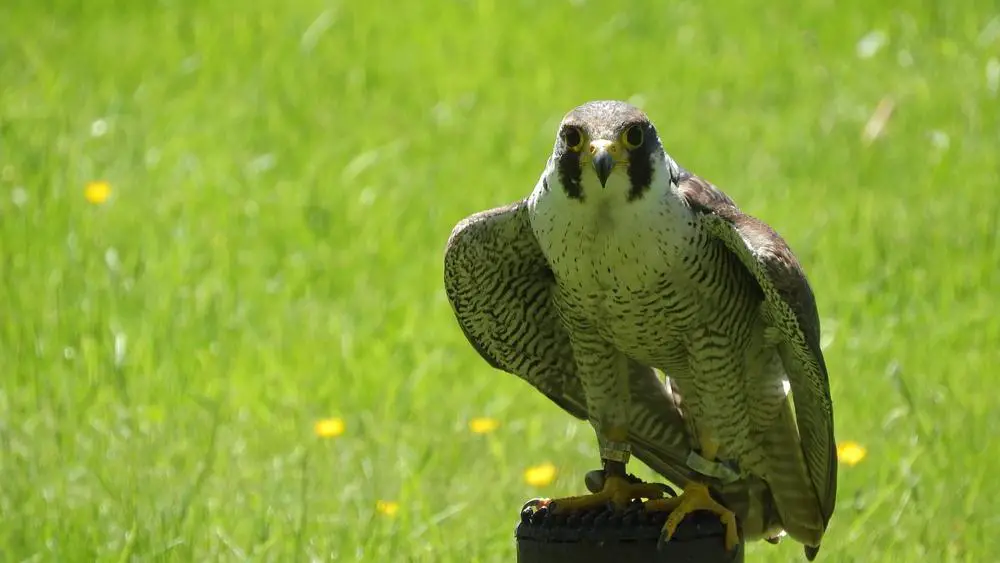 peregrine falcon